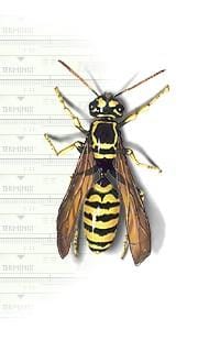 Yaban Arıları Yaban Arıları