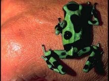 Zehirli Ok Fırlatan Kurbağa