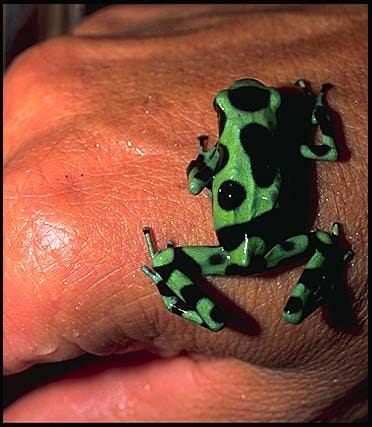 Zehirli Ok Fırlatan Kurbağa Zehirli Ok Fırlatan Kurbağa