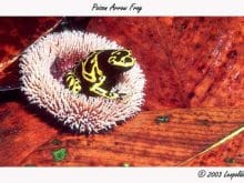 axric1jrspwo20jya.jpg axric1jrspwo20jya.jpg