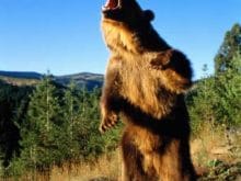 Ayağa kalkan ayı Ayağa kalkan ayı