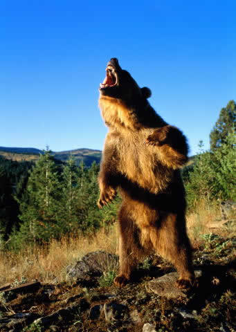 Ayağa kalkan ayı Ayağa kalkan ayı