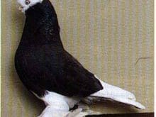 b 139416 guvercin b 139416 guvercin