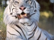 b 388866 beyaz_kaplan b 388866 beyaz_kaplan