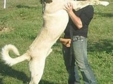 Kangal Resimleri Kangal Resimleri