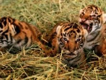 Baby Tigers Baby Tigers