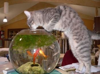 Balık hırsızı kedi Balık hırsızı kedi