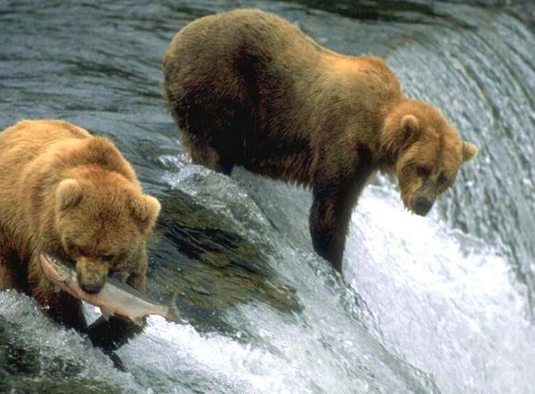 Balık tutan ayı Balık tutan ayı