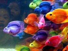 Balık resimleri Balık resimleri