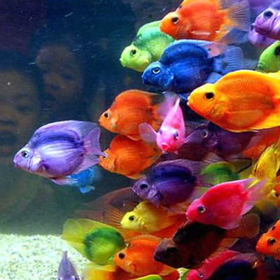 Balık resimleri Balık resimleri