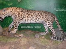 benekli_mta benekli_mta