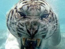 Beyaz kaplan resimleri Beyaz kaplan resimleri