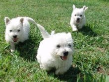 Beyaz köpekler Beyaz köpekler