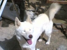 beyaz sibirya kurtları beyaz sibirya kurtları