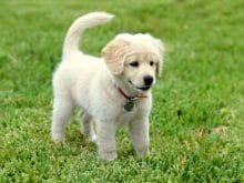 beyaz yavru kopek beyaz yavru kopek