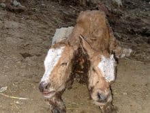 bitlis_de_dogan_iki_basli_buzagi bitlis_de_dogan_iki_basli_buzagi