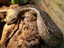 Boğa Yılanı Mankenden Zehirlendi Boğa Yılanı Mankenden Zehirlendi