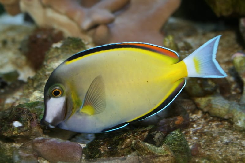 Brown tang Brown tang