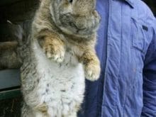 Tavşan resimleri Tavşan resimleri