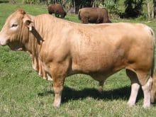 Büyük inek resimleri Büyük inek resimleri