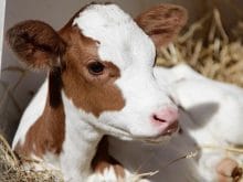 buzağı_3.jpg buzağı_3.jpg