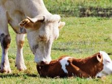 buzağı_4.jpg buzağı_4.jpg