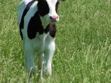 buzağı_5.jpg buzağı_5.jpg