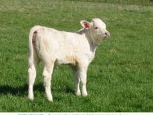 buzağı_6.jpg buzağı_6.jpg