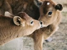 buzağı_7.jpg buzağı_7.jpg