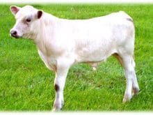 buzağı_8.jpg buzağı_8.jpg