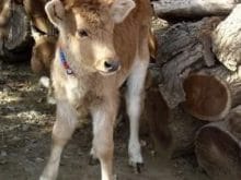 buzağı_9.jpg buzağı_9.jpg