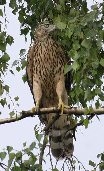 Çakır kuşu Çakır kuşu