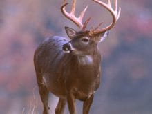 Ceylan resmi Ceylan resmi