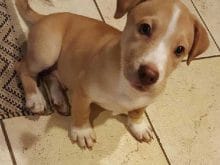 chicocheekyworld20170916000812822 chicocheekyworld20170916000812822