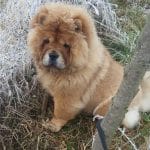 Chow Chow