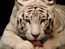 Beyaz kaplan resmi Beyaz kaplan resmi