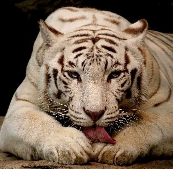 Beyaz kaplan resmi Beyaz kaplan resmi