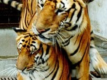 Çiftleşen kaplan resmi Çiftleşen kaplan resmi