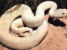 Çıngıraklı Yılan