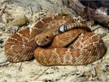 cingirakli yilan 9 cingirakli yilan 9