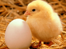 Kümeste Civciv Yetiştirmek