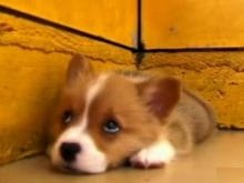 cutedoggyuh7 cutedoggyuh7