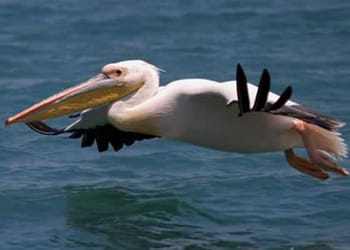 DALGIÇ PELİKANLAR DALGIÇ PELİKANLAR