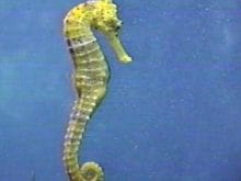 Deniz atı resmi Deniz atı resmi