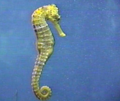 Deniz atı resmi Deniz atı resmi