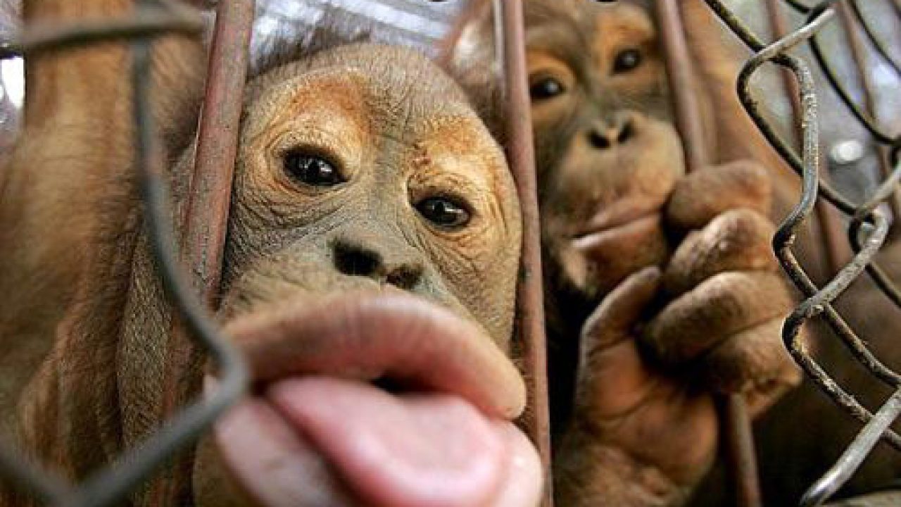 Dil çıkaran maymun resmi - Karışık Hayvan Resimleri - Hayvanlar