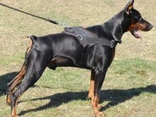 doberman harness big2_LRG doberman harness big2_LRG