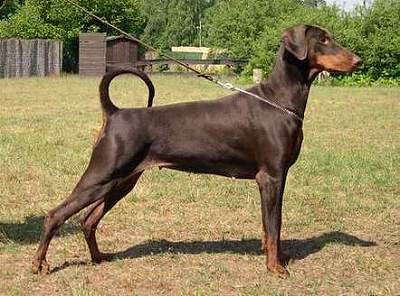 Dobermann