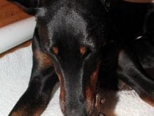 dobermans dobermans