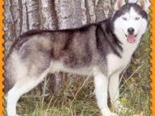 dogs_68.jpg dogs_68.jpg